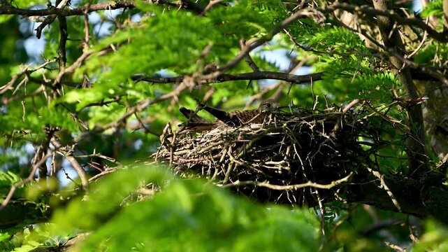 Common Kestrel Falco tinnunculus. The bird is sitting on the nest and looking at the camera. Close up. Slow motion.
