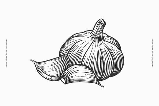 A detailed black and white hand-drawn illustration of a garlic bulb and cloves. Ideal for culinary art, recipes, food packaging, and botanical designs.