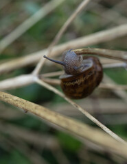 snail on a leaf