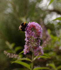 bee on a flower
