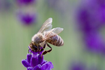 A close-up of a bee gathering nectar from a vibrant lavender blossom, set against a soft green and purple background, capturing the delicate moment of pollination.