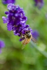 A close-up of a bee gathering nectar from a vibrant lavender blossom, set against a soft green and purple background, capturing the delicate moment of pollination.