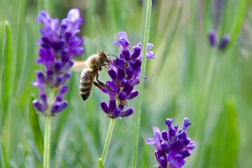 A close-up of a bee gathering nectar from a vibrant lavender blossom, set against a soft green and purple background, capturing the delicate moment of pollination.