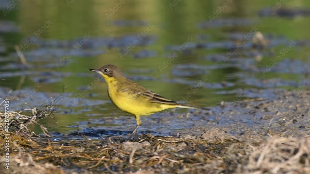 Wall mural Bird Yellow Wagtail Motacilla flava summer time. Slow motion. A bird walks on the riverbank catching insects and eating them.