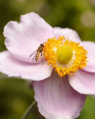 fly on a pink flower 