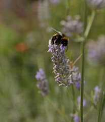 bee on a flower