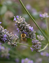 bee on lavender