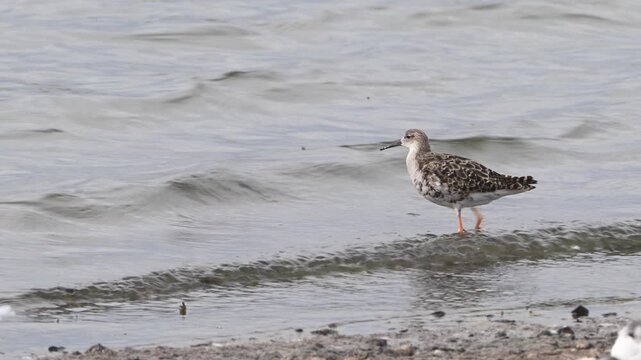 Ruff Reeve, Philomachus pugnax, a single female bird walking pond Slow motion.