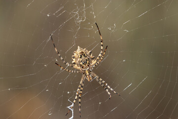 Araña tejedora de esfera negra y amarilla (Argiope lobata) en el centro de la tela de araña