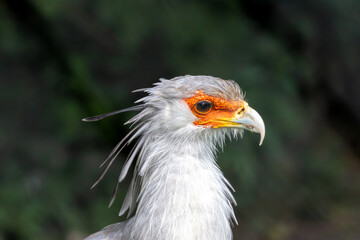 Secretary Bird (Sagittarius serpentarius) in African Savannas and Grasslands – Commonly found across sub-Saharan Africa