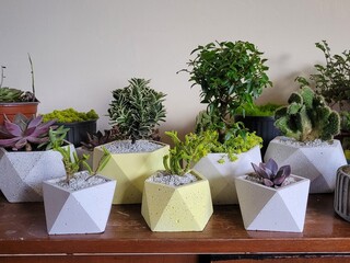 Colección de Macetas Geométricas con Suculentas