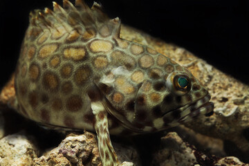 Honeycomb grouper or common birdwire rockcod  (Epinephelus merra) fish face close up