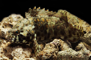 Honeycomb grouper or common birdwire rockcod  (Epinephelus merra) 