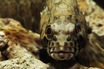 Honeycomb grouper or common birdwire rockcod  (Epinephelus merra) fish face close up