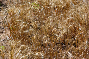 A Close-up Of A Crop Of Wheat Growing In Summer