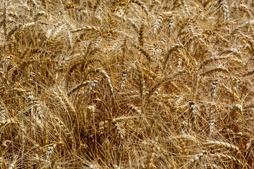 A Close-up Of A Crop Of Wheat Growing In Summer