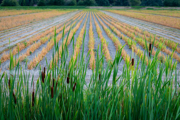 Cattails lining an irrigation ditch fronting agricultural rows in the background. The plants inhabit fresh to slightly brackish waters and are considered aquatic or semi-aquatic.
