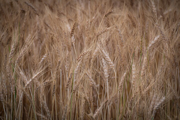 Wheat Stalks and Grains About to be Harvested. Wheat is a grass widely cultivated for its seed, a cereal grain that is a staple food around the world. Botanically, the wheat kernel is a type of fruit.