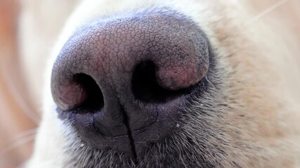 Close-up view of a golden retriever's nose, showcasing the wet texture and intricate details of its snout. Nostrils flaring, the dog engages its keen sense of smell
