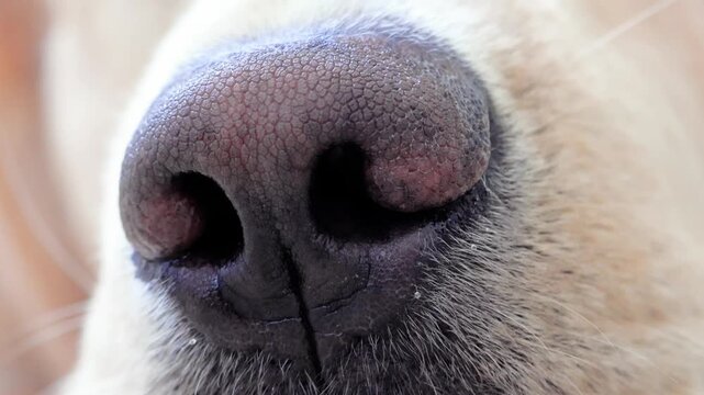 Close-up view of a golden retriever's nose, showcasing the wet texture and intricate details of its snout. Nostrils flaring, the dog engages its keen sense of smell