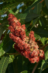 Close-up of the inflorescence of the Staghorn sumac. Staghorn sumac or fluffy sumac or Vinegar tree (lat. Rhus typhina) is a shrub or small tree of the Sumac family (Anacardiaceae).