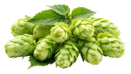 Fototapeta premium Fresh green hops cones with leaves in a cluster isolated on transparent background