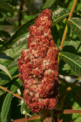 Close-up of the inflorescence of the Staghorn sumac. Staghorn sumac or fluffy sumac or Vinegar tree (lat. Rhus typhina) is a shrub or small tree of the Sumac family (Anacardiaceae).