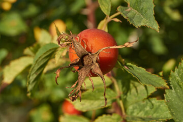 The rosehip (lat. Rosa) bloomed in the garden and the fruits ripened. Rosehip fruits (lat. Fructus Rosae) are medicinal plant raw materials.