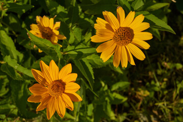 Heliopsis blooms in the garden. Heliopsis (lat. Heliopsis) is a genus of annual and perennial herbaceous plants of the Asteraceae family (Asteraceae).