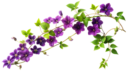 Vibrant purple clematis flowers with lush green leaves isolated on transparent background