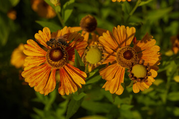 Helenium (lat. Helenium) blooms in the garden. Helenium is a genus of annual and perennial herbaceous plants of the family of compound flowers.