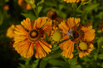 Helenium (lat. Helenium) blooms in the garden. Helenium is a genus of annual and perennial...