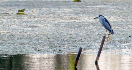 Black-crowned night heron perched on a post in a lake.