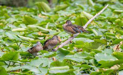 Wood ducks perched on a branch over a pond covered in lily pads in summer.