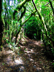 Fototapeta premium Hobbit Trail along Hwy 101 between Florence and Waldport Oregon. Dense, lush forest hiking trail. 