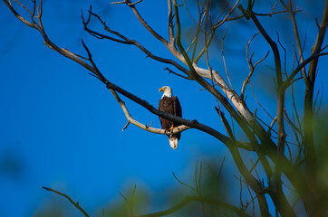 Bald Eagle Perched on Tree Branch with Intense Gaze Against Clear Blue Sky