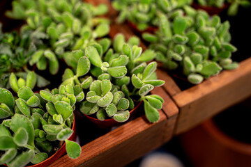 bear's paw succulent, Cotyledon tomentosa