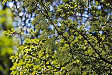 Close-up shot of leaves on a tree branch
