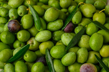 Green olive with olive branches on background. Mediterrean ingredients.