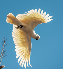 Sulpher cockatoos in full flight.