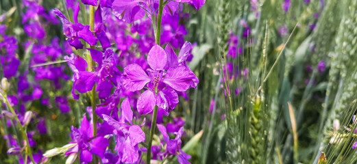 Purple wild flower field of oriental knight spur plant, panoramic view, Consolida orientalis