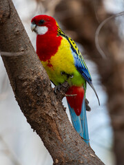 Western rosella in outback New South Wales, Australia.