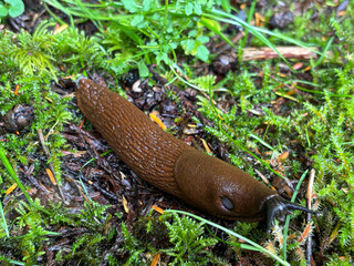 snail on the grass
