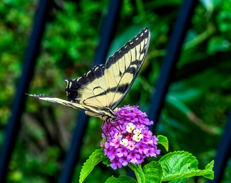 Black and White Zebra Swallowtail Butterfly