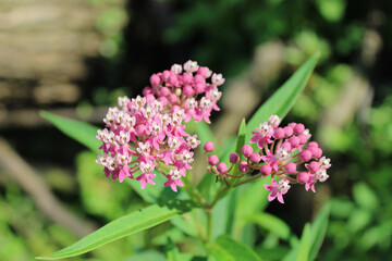 Swamp milkweed blooms at Camp Ground Road Woods