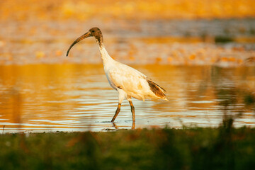 The Australian white ibis is a wading bird of the ibis family, Threskiornithidae. 