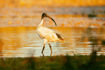 The Australian white ibis is a wading bird of the ibis family, Threskiornithidae. 