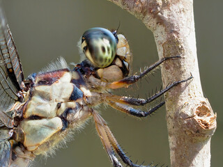 A Focus Stacked Extreme Close-up of a Yellow Sided Skimmer Dragonfly