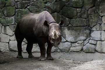 Naklejka premium カメラ目線で立つクロサイ