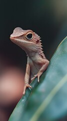 Fototapeta premium Lizard isolated on abstract background